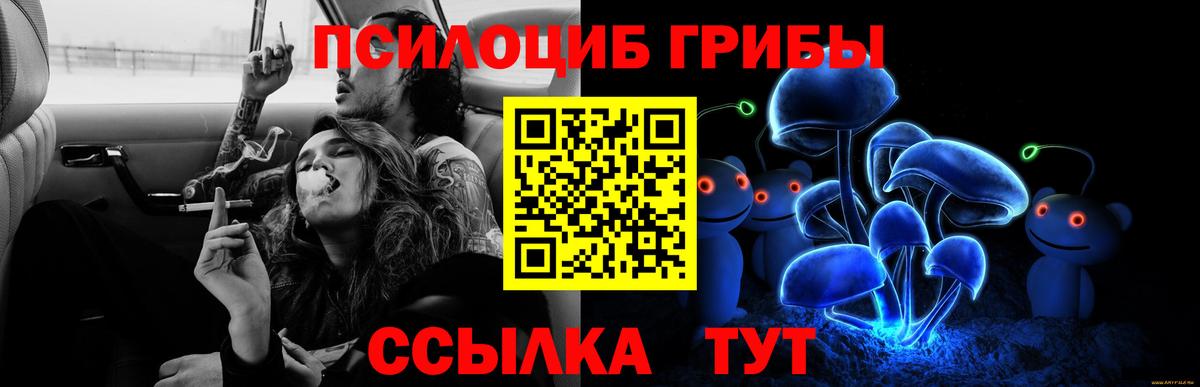 Галлюциногенные грибы Psilocybe Искитим